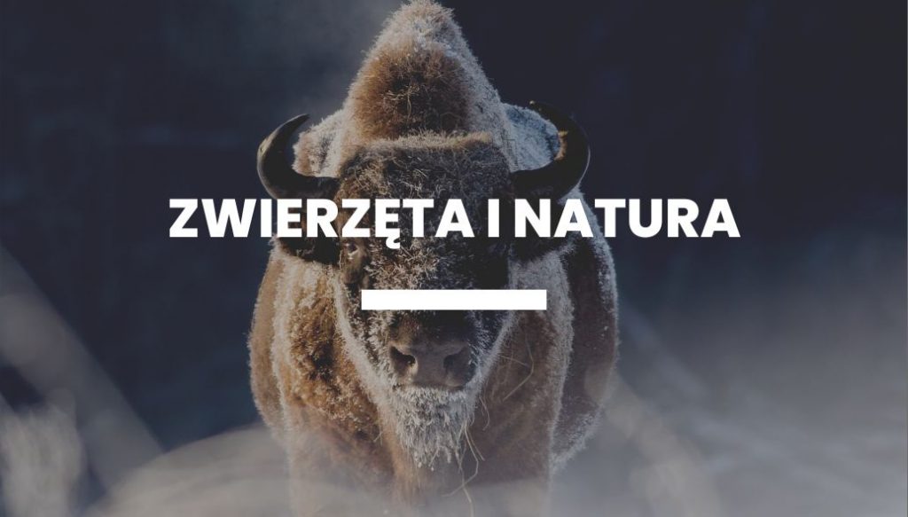 Miejski krajobraz (HashtagAlek)